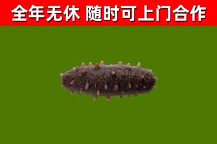 丰台烟酒回收干海参.jpg
